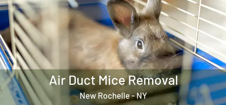 Air Duct Mice Removal New Rochelle - NY