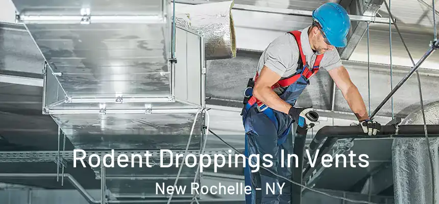Rodent Droppings In Vents New Rochelle - NY